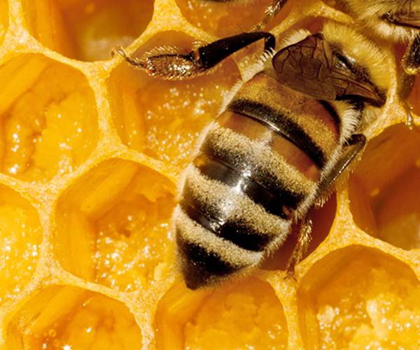 Propolis: Za prirodno jačanje imuniteta! 